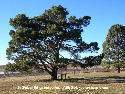 tree & picnic table photo